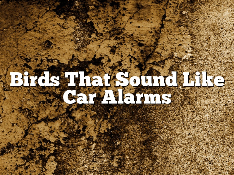 Birds That Sound Like Car Alarms