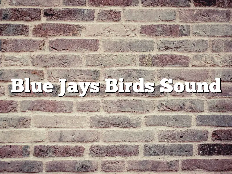 Blue Jays Birds Sound