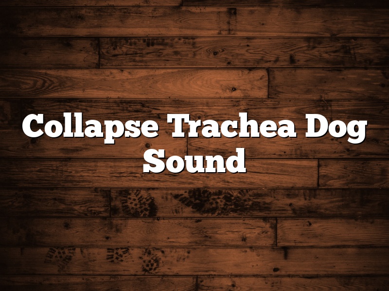 Collapse Trachea Dog Sound