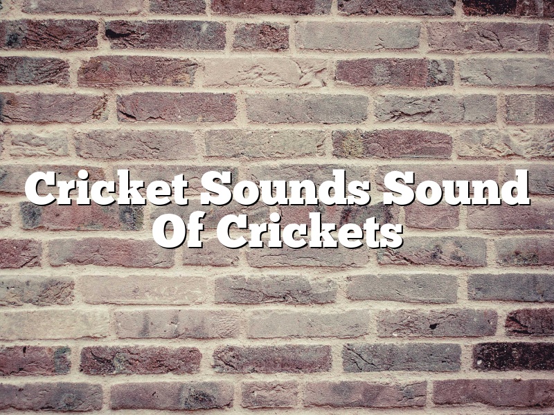 Cricket Sounds Sound Of Crickets