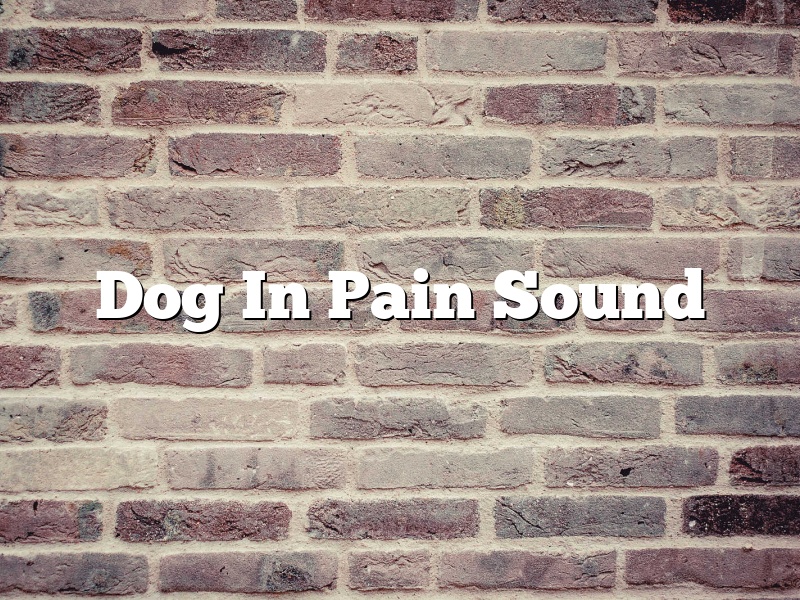 Dog In Pain Sound