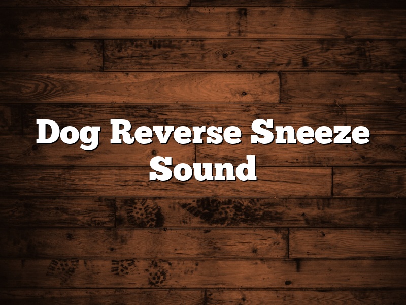Dog Reverse Sneeze Sound