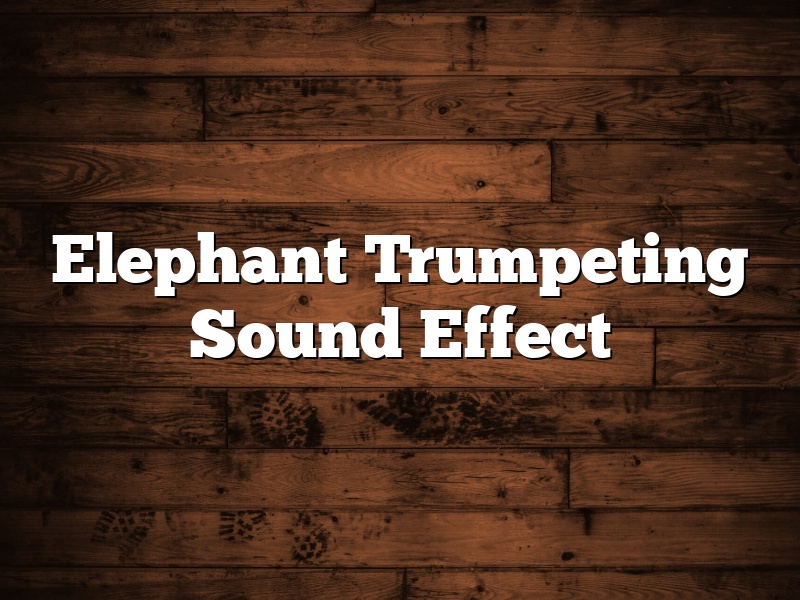 Elephant Trumpeting Sound Effect