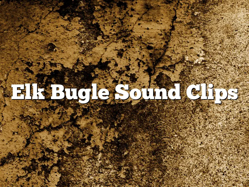 Elk Bugle Sound Clips