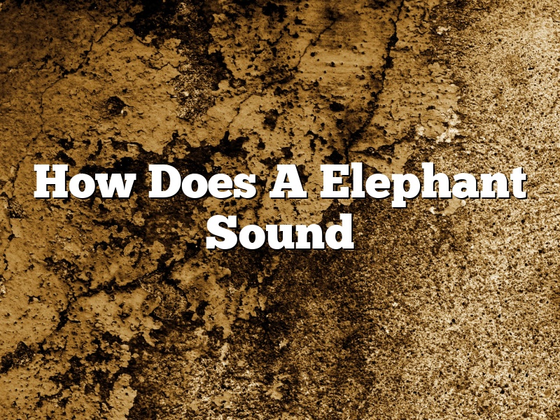 How Does A Elephant Sound