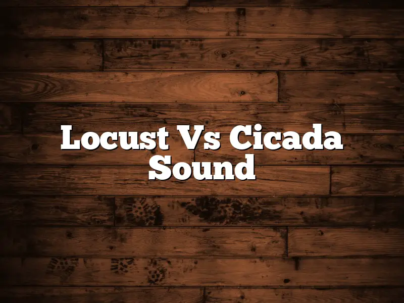Locust Vs Cicada Sound