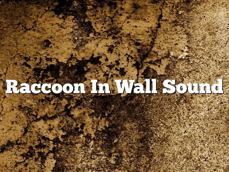 Raccoon In Wall Sound