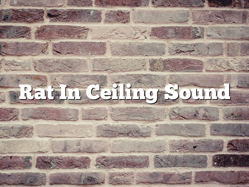 Rat In Ceiling Sound