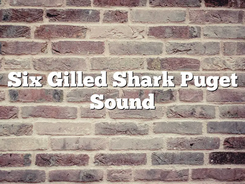 Six Gilled Shark Puget Sound
