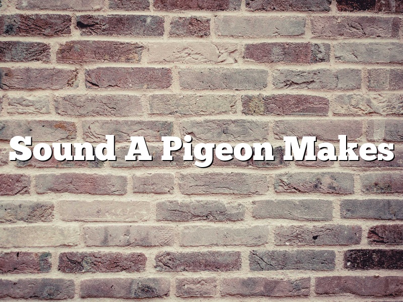 Sound A Pigeon Makes