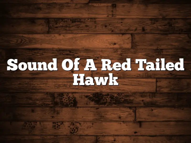 Sound Of A Red Tailed Hawk