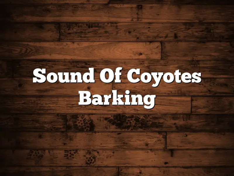 Sound Of Coyotes Barking