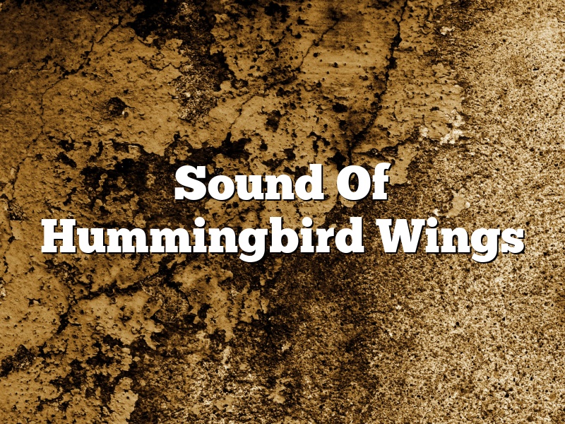 Sound Of Hummingbird Wings