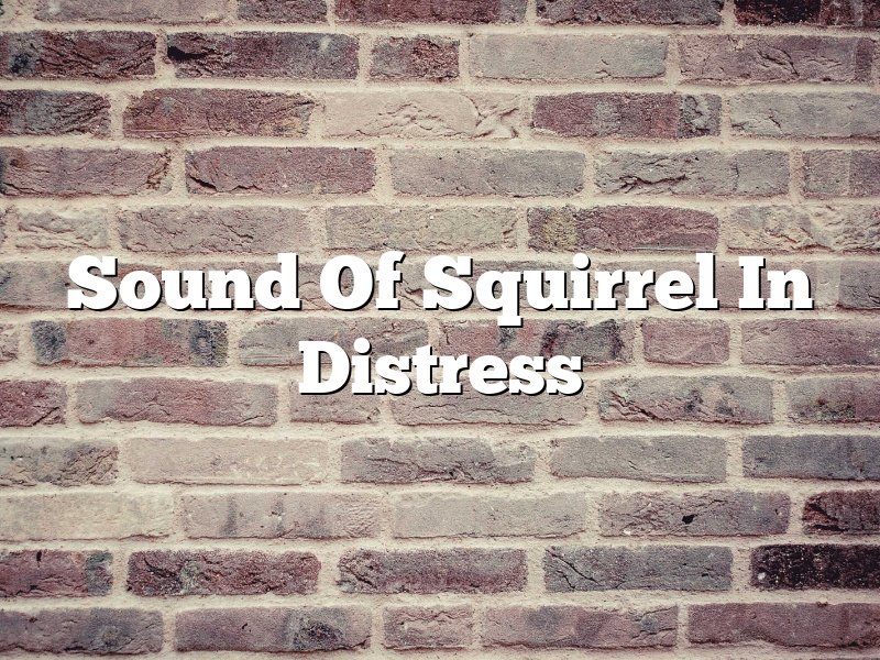 Sound Of Squirrel In Distress