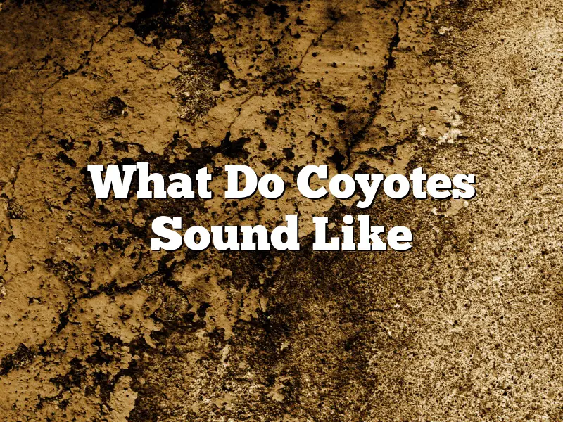 What Do Coyotes Sound Like