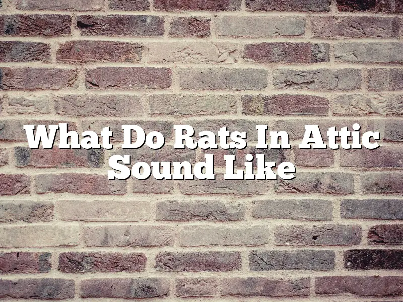 What Do Rats In Attic Sound Like