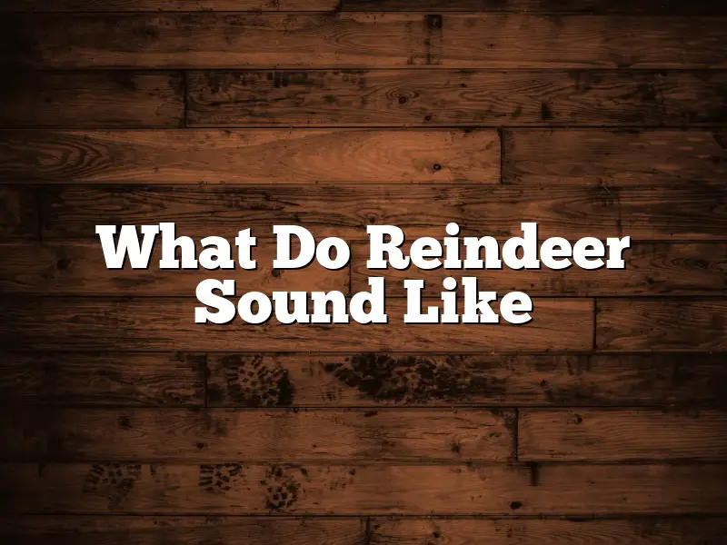 What Do Reindeer Sound Like