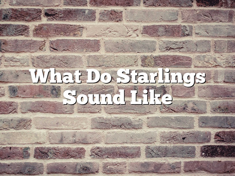 What Do Starlings Sound Like
