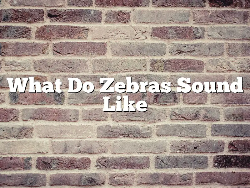 What Do Zebras Sound Like