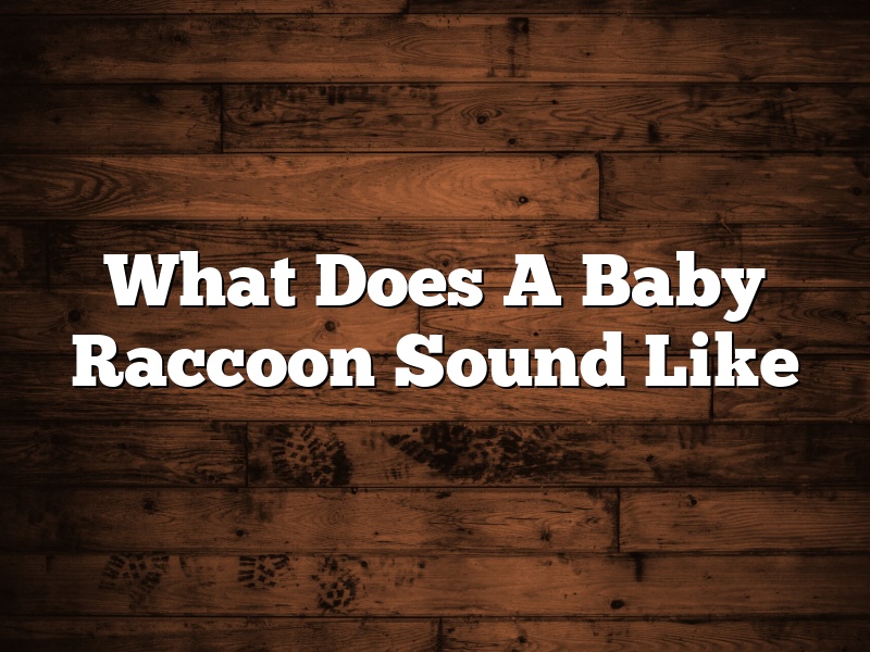 What Does A Baby Raccoon Sound Like