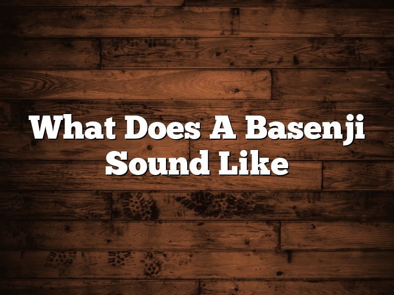 What Does A Basenji Sound Like