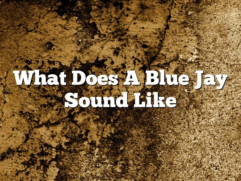 What Does A Blue Jay Sound Like