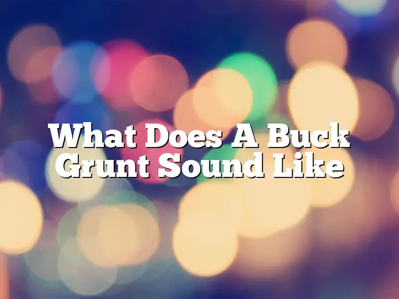 What Does A Buck Grunt Sound Like