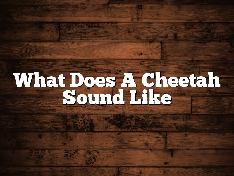 What Does A Cheetah Sound Like