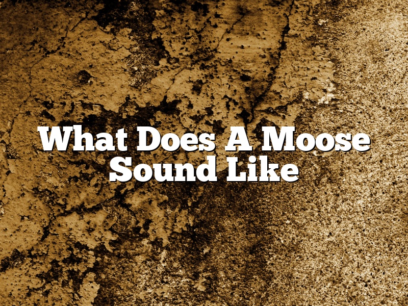 What Does A Moose Sound Like