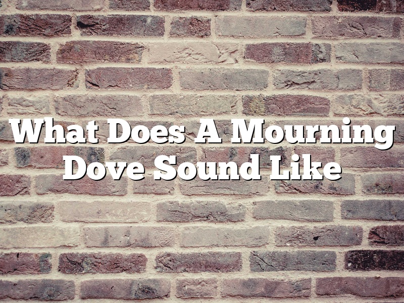 What Does A Mourning Dove Sound Like