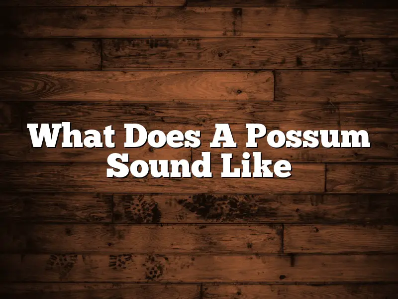 What Does A Possum Sound Like