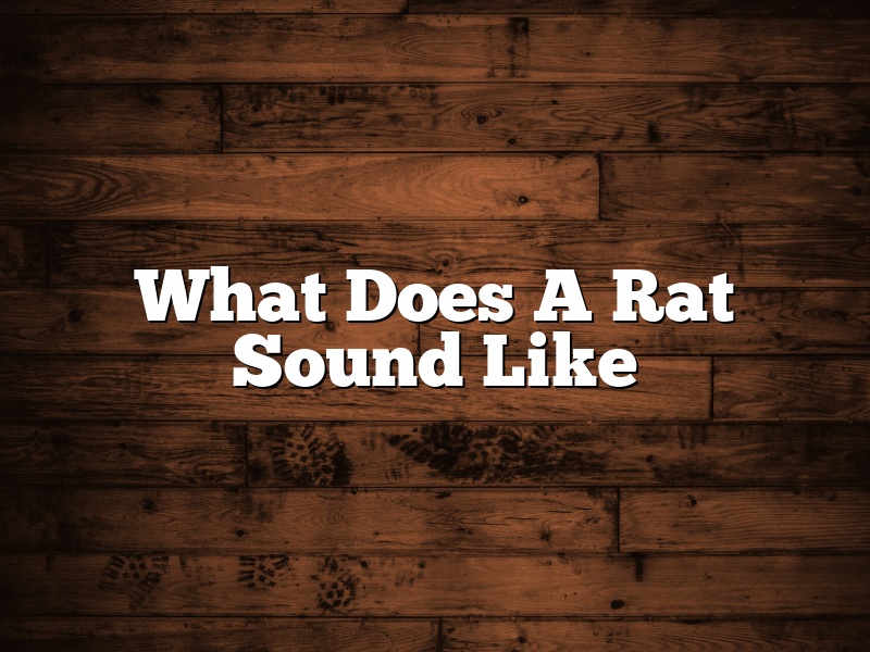 What Does A Rat Sound Like