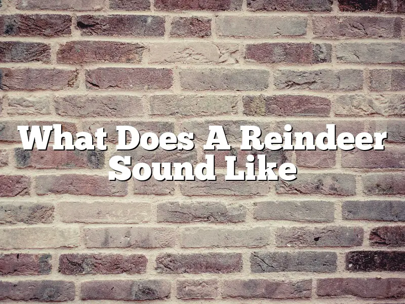 What Does A Reindeer Sound Like