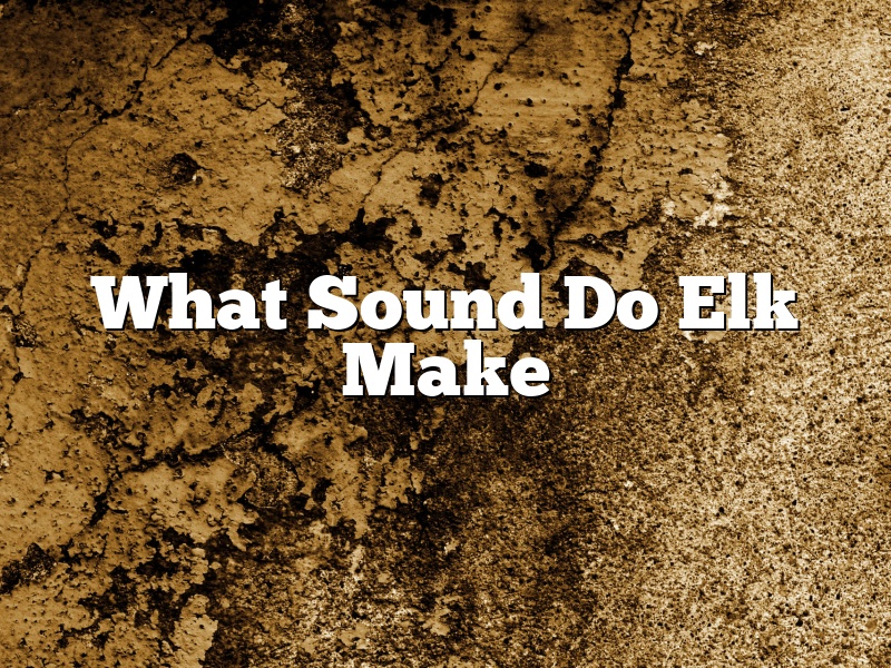 What Sound Do Elk Make