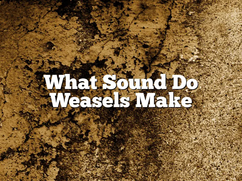 What Sound Do Weasels Make