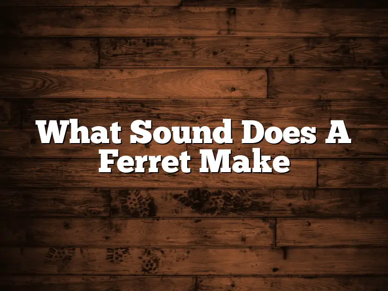 What Sound Does A Ferret Make