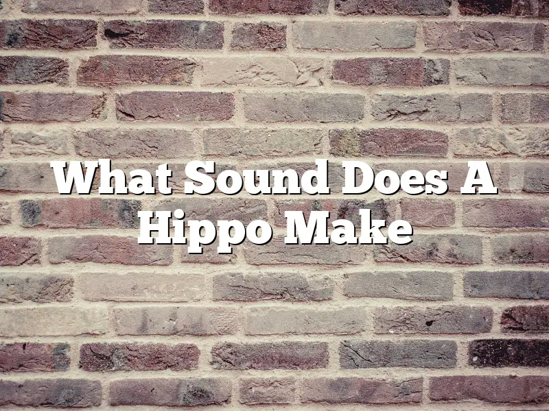 What Sound Does A Hippo Make