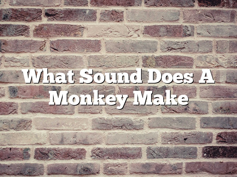 What Sound Does A Monkey Make