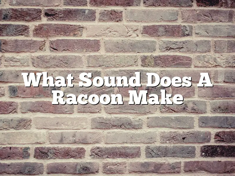 What Sound Does A Racoon Make