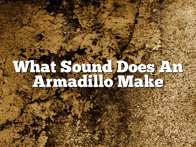 What Sound Does An Armadillo Make