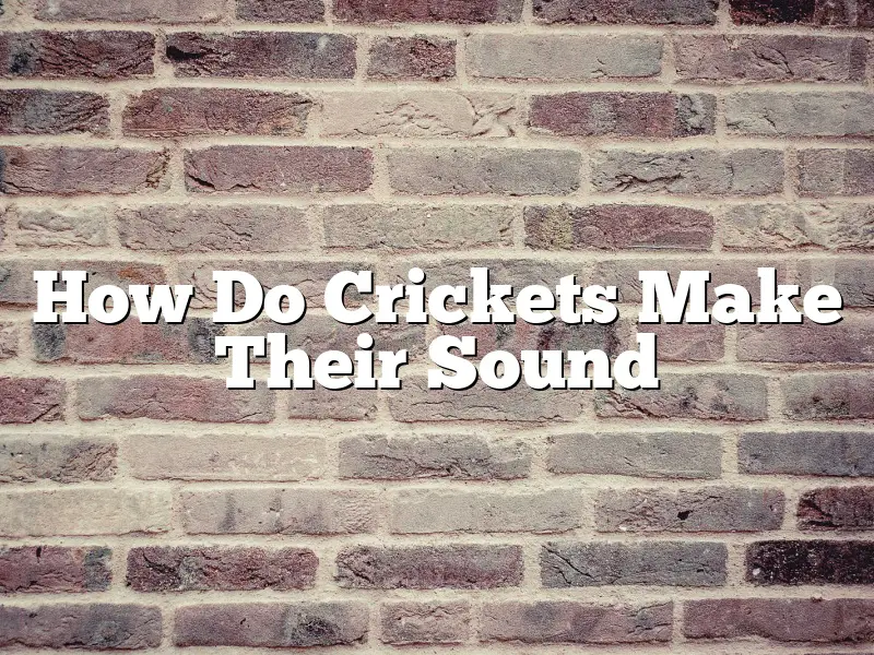 How Do Crickets Make Their Sound