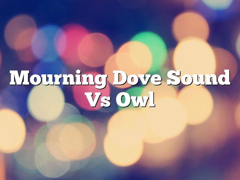 Mourning Dove Sound Vs Owl