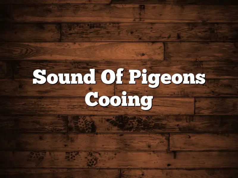 Sound Of Pigeons Cooing