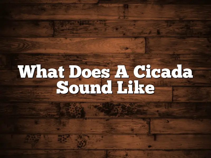 What Does A Cicada Sound Like