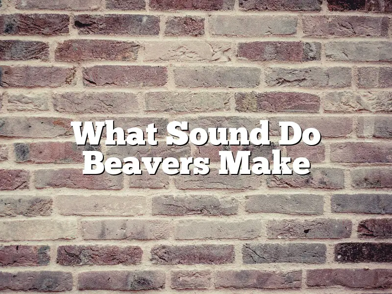What Sound Do Beavers Make