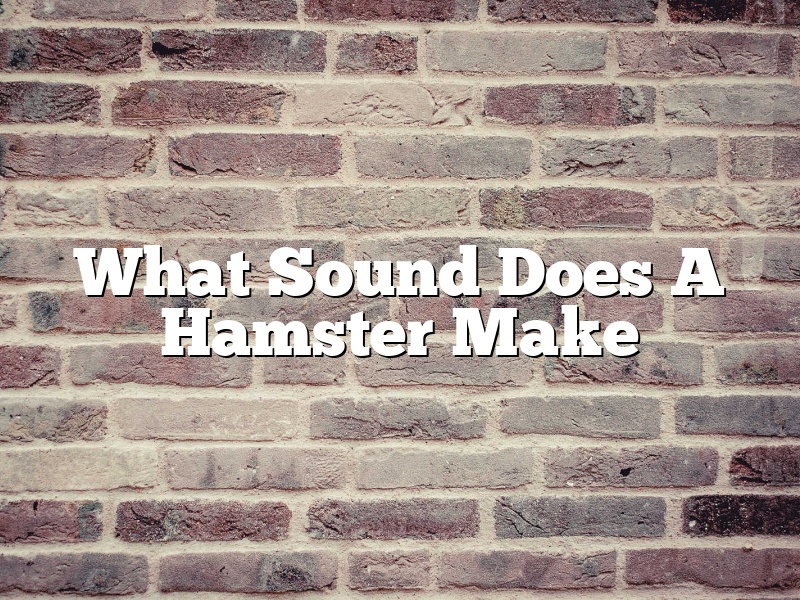 What Sound Does A Hamster Make