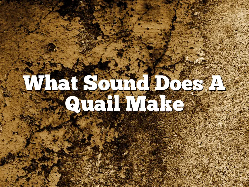 What Sound Does A Quail Make